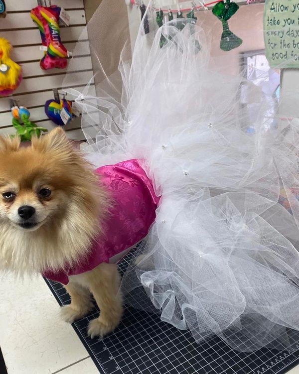 The Posh Pet Boutique Dog Clothes, Dog Boutique